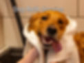 Dog-Bath-Service-Backyard-DogCare-North-