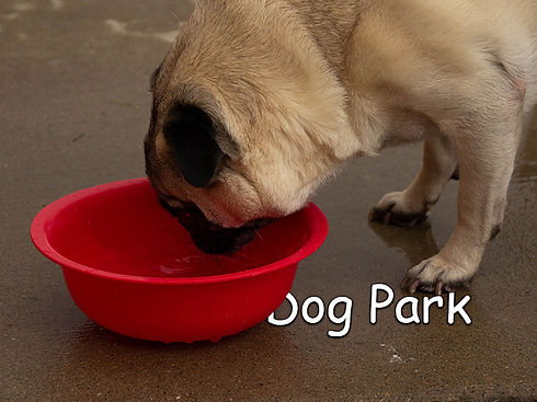 Dog-Park-Backyard-DogCare-North-Salt-Lak