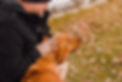 Doggie-Daycare-and-Boarding-Backyard-Dog