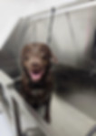 A chocolate lab sitting in a dog bath