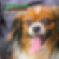 A long haired dog with its tongue out