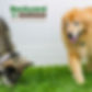 A gray dog and a golden reteriver 